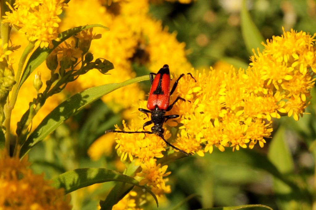 Stictoleptura cordigera cordigera, Cerambycidae